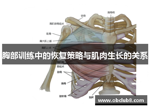 胸部训练中的恢复策略与肌肉生长的关系